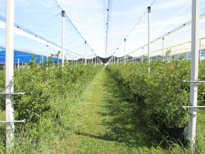 Gruža agrar, voćnjaci i hladnjača