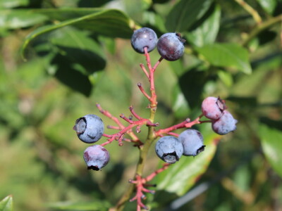 Gruža agrar, voćnjaci i hladnjača