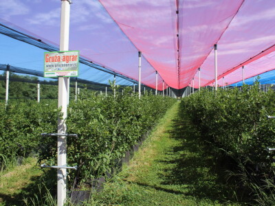 Gruža agrar, voćnjaci i hladnjača