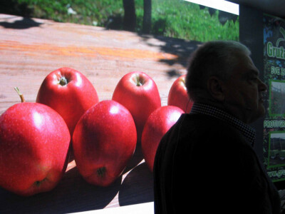 Jabuka iz Poljske diktira cenu