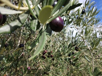 TEKUĆE ZLATO  U PETRČANIMA -  Kapetani duge plovidbe u berbi maslina Vilima Gržana