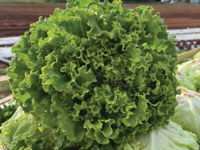 Bejo Zaden sorte salata