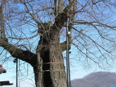 Gupčeva lipa zimi