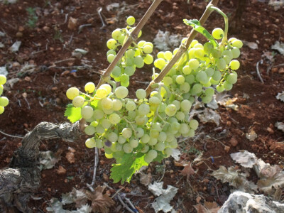 Nakon turizma, nastavlja se rad u polju
