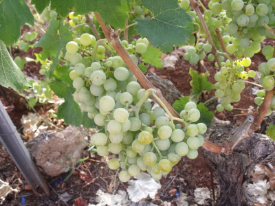 Oznaka hrvatski otočki proizvod