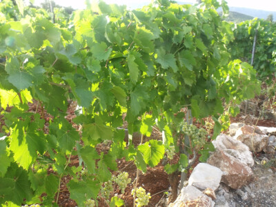 najviše uzgaja bogdanušu i plavac