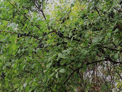 Trnina
