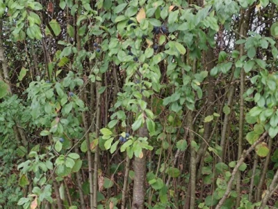 Trnina