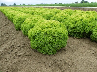 Bejo sorte salate Bejo sorte salate