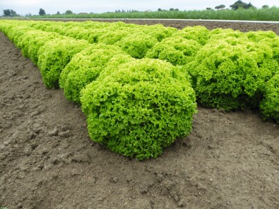 Bejo Zaden sorte salata