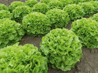 Bejo sorte salate Bejo sorte salate