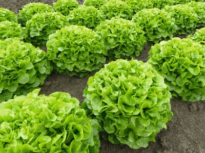 Bejo Zaden sorte salata