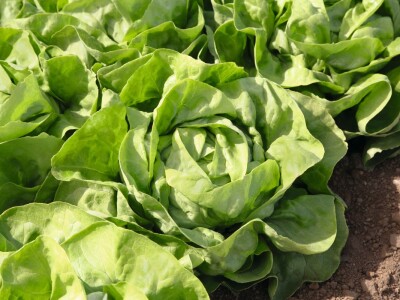 Bejo Zaden sorte salata