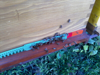 Pčele treba štititi od ranog proljeća