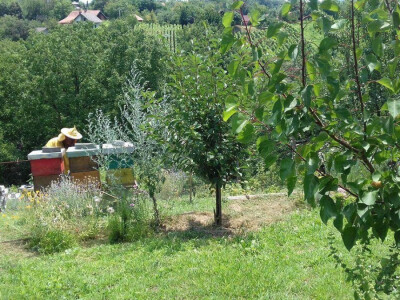 Planiraju i proizvodnju likera od meda i ljekovih biljaka