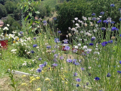 Oko njih sade ljekovito bilje