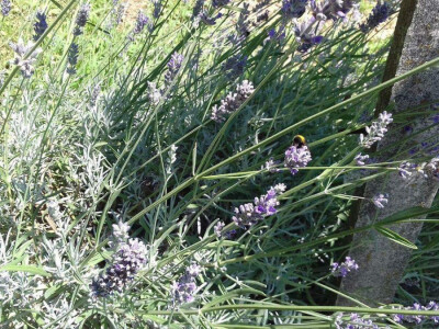 Krema od lavande štiti od uboda insekata