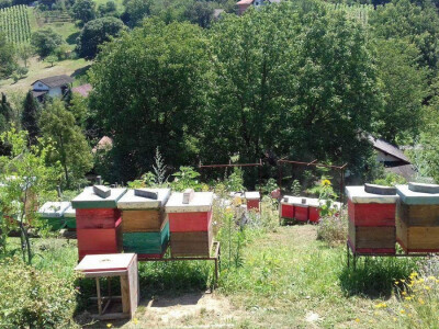 Stalno imaju oko 50-ak košnica