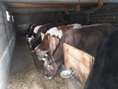 Hajrudin Alić: U razvoju govedarstva vidim perspektivu