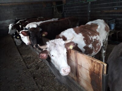 Hajrudin Alić: U razvoju govedarstva vidim perspektivu