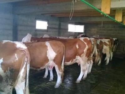 Hajrudin Alić: U razvoju govedarstva vidim perspektivu