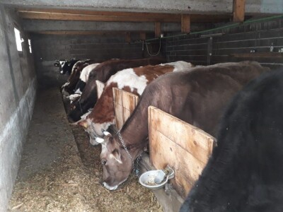 Hajrudin Alić: U razvoju govedarstva vidim perspektivu