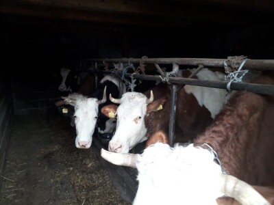 Hajrudin Alić: U razvoju govedarstva vidim perspektivu