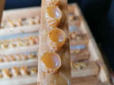 Halil Kurtović, inovator koji je olakšao rad mnogim pčelarima