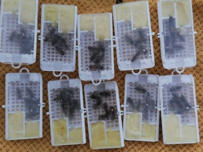 Halil Kurtović, inovator koji je olakšao rad mnogim pčelarima