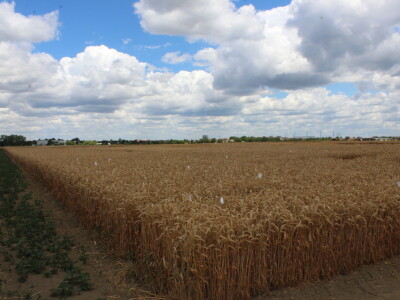 HAPIH  dan otvorenih vrata