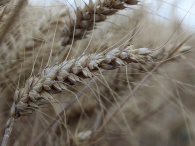 HAPIH  dan otvorenih vrata