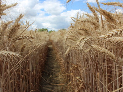 HAPIH  dan otvorenih vrata