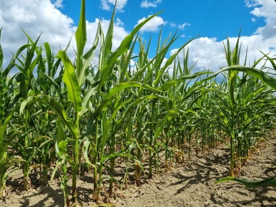 HAPIH  dan otvorenih vrata