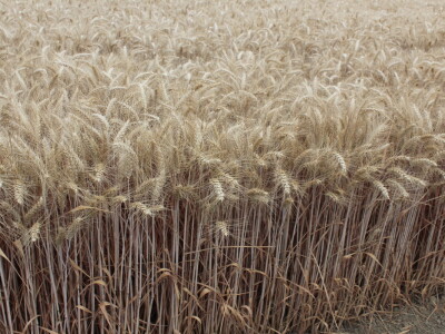 HAPIH  dan otvorenih vrata