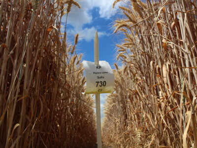 HAPIH  dan otvorenih vrata