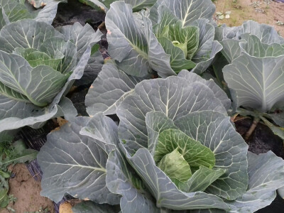 Ne bude li mraza, bit će još jedna berba zelja