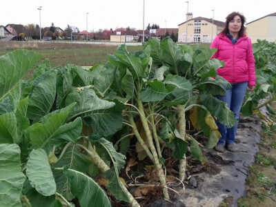 Raštika dobro podnosi hladnoću