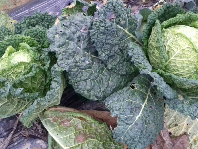 Kelj se također vani dobro drži