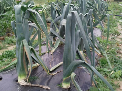 Vani je još i poriluk