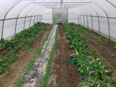 U drugom plasteniku rastu blitva, špinat i salate