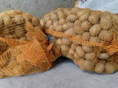 Mladi krumpir iskopan 12. studenoga