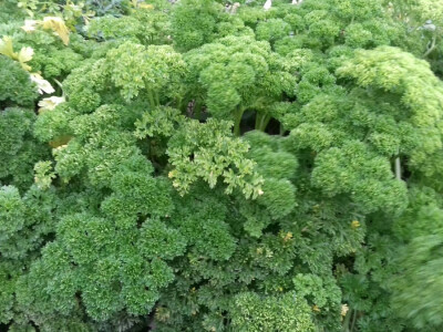 Francuski peršin - za ukras i jelo