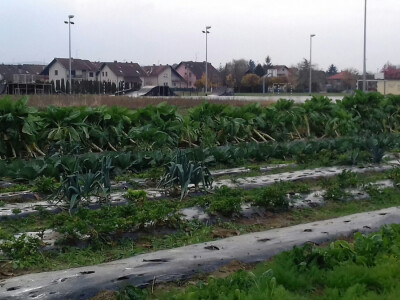 I na otvorenom još ima povrća