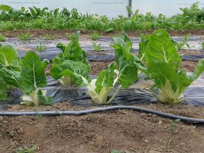 U plastenicima još ima blitve i raznih salata