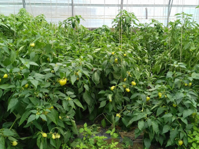 Jedan je plastenik još pun paprike