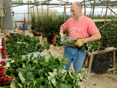 Cvjećarstvo Hadžić Cvjećarstvo Hadžić