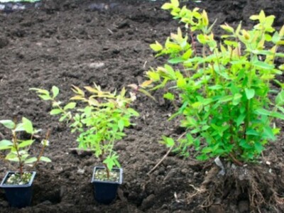 Jednogodišnje i dvogodišnje sadnice haskapa