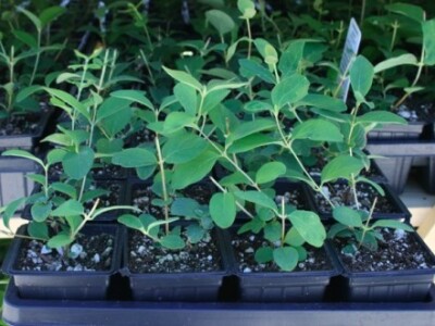 Mlade sadnice haskapa