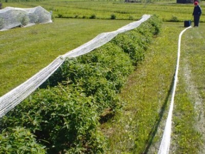 Plantaža haskapa sa zaštitom od ptica