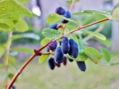 Duguljasti tamnoljubičasti plodovi